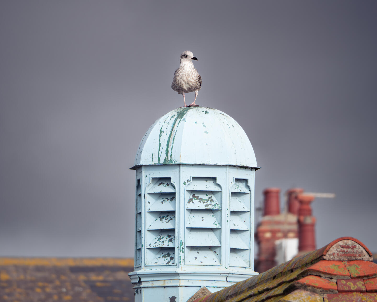 Hove Lagoon Seagull