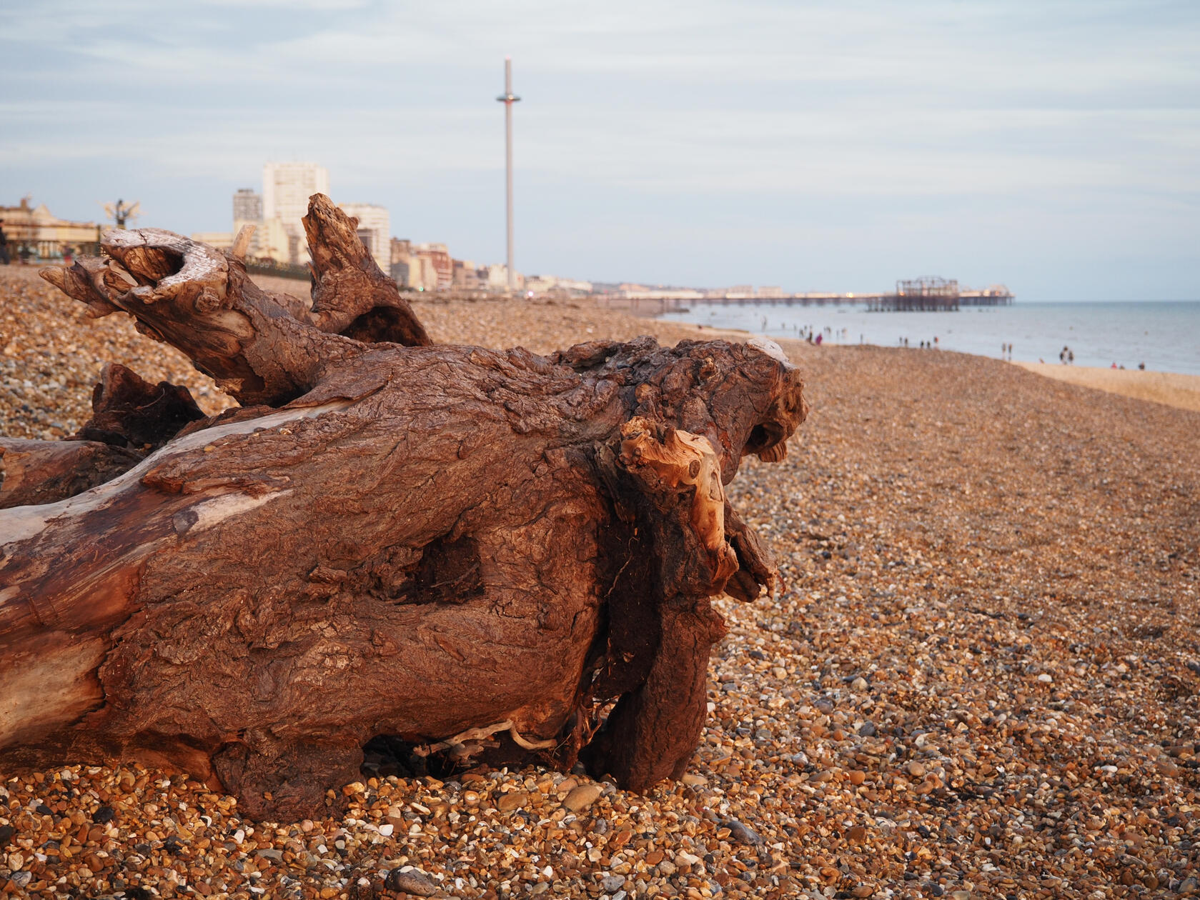 Hove Driftwood